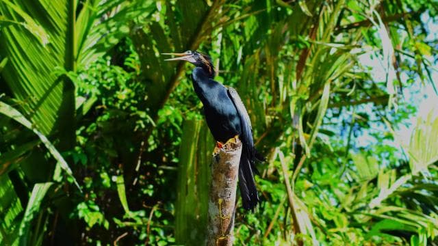 Tortuguero: Guided Canoe Tour "An Unforgettable Experience"