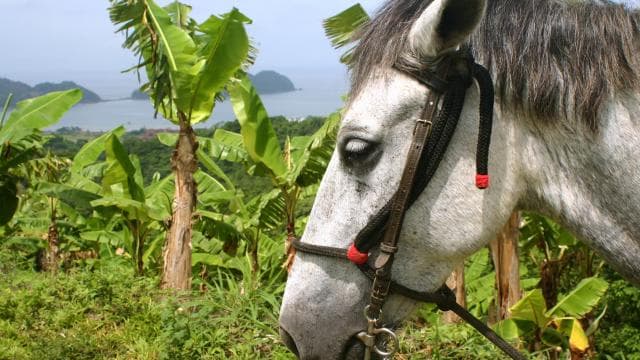 Monteverde: Horseback Riding Tour