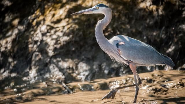 Guanacaste: Palo Verde Boat Tours