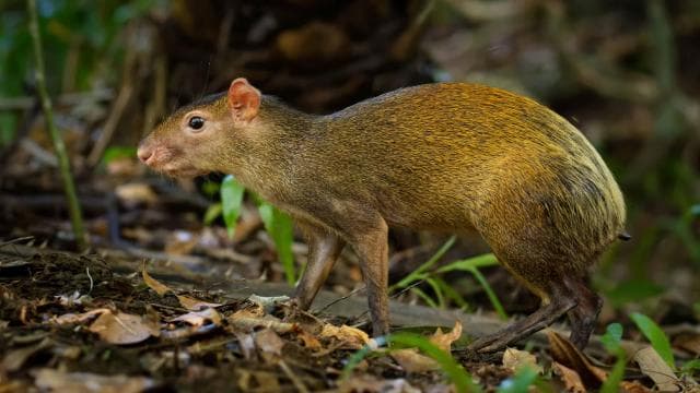 Carara National Park: Guided Walk Carara Costa Rica Nature - Dominican Republic