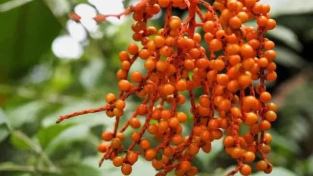 Monteverde: Cloud Forest Reserve Guided Hike