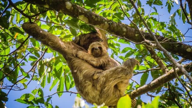 Uvita:Sloth Watching Trail-The best sloth tour in Costa Rica