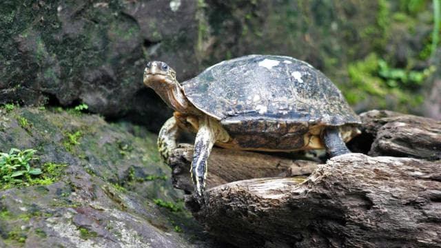 From San Jose: 3-Day Tortuguero National Park Excursion