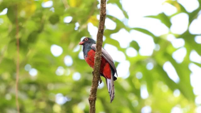 Arenal’s Best Sloth Tour: A Unique Wildlife Experience