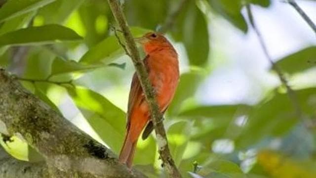 Bird Watching Tour at Rainforest Adventures Braulio Carrillo