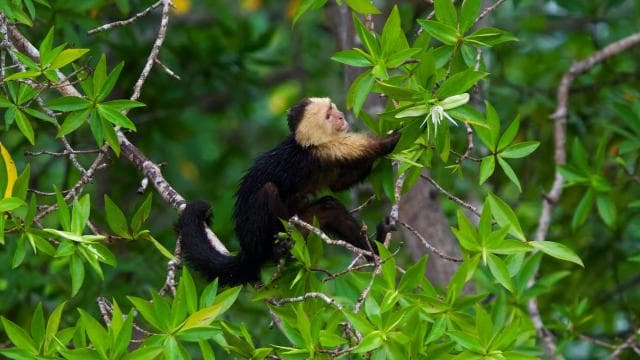 Quepos: Damas Island Authentic Local Mangrove Boat Tour