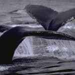 Punta Cana / Cap Cana: Excursion Whale Watching + Cayo Levantado (Private Tour )