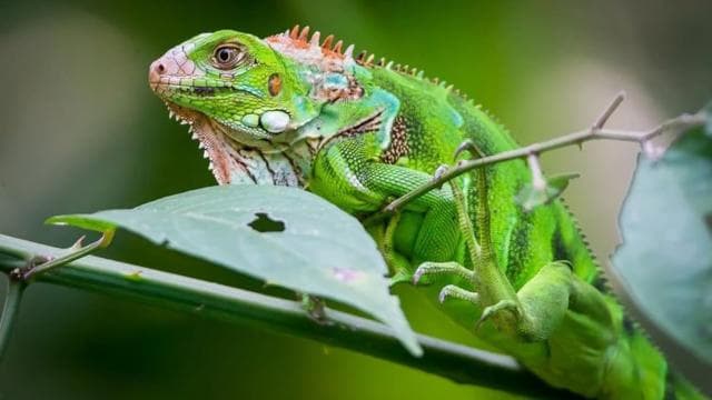 Manuel Antonio: Manuel Antonio National Park Guided Day Trip