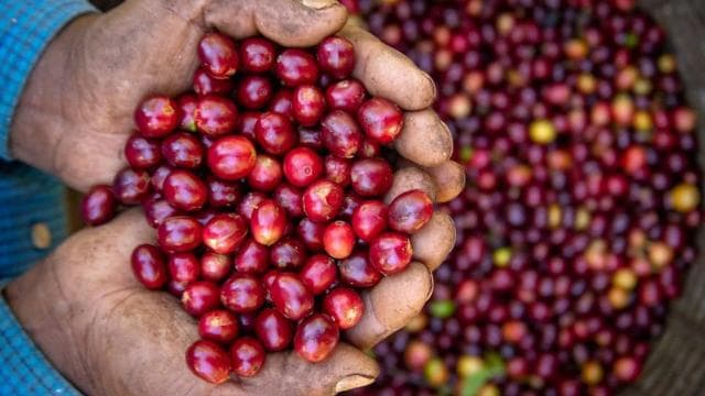 Monteverde: Coffee Farm & Roastery Tour with Tasting