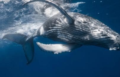 From Santo Domingo: Whale Watching & Cayo Levantado