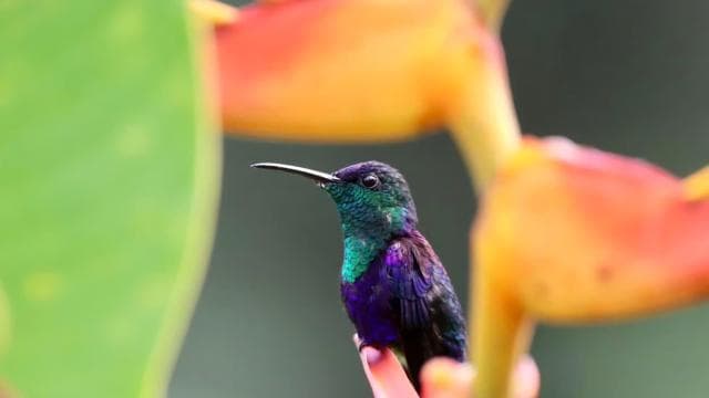 Drake Bay - Bird Watching Tour