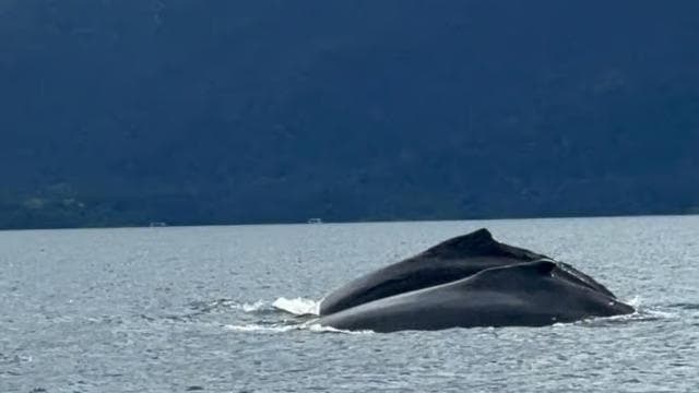 Puerto Jiménez: Dolphin Watching with a Snorkeling Stop