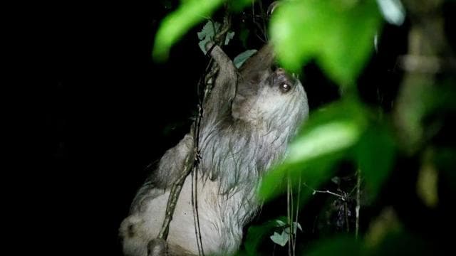 La Fortuna Night Walk in a High Biodiversity Rainforest