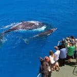 Excursion Whale Watching Samaná bay + Cayo Levantado from Puerto Plata (Private Transportation)