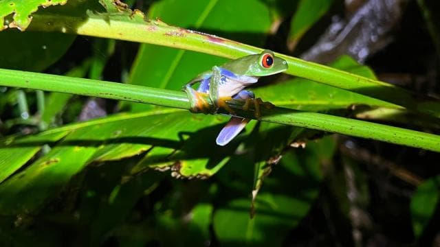 Tortuguero: Discover Hidden Nightlife of the Rainforest
