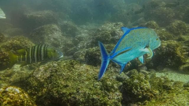 Tamarindo: Guided Snorkeling Tour with Marine Life Spotting