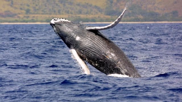 Drake Bay: Dolphin and Whale Watching Tour