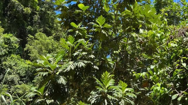 San Juan - Arecibo: midwest expedition waterfalls and beach