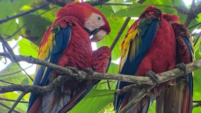 Uvita: Bird Watching Tour