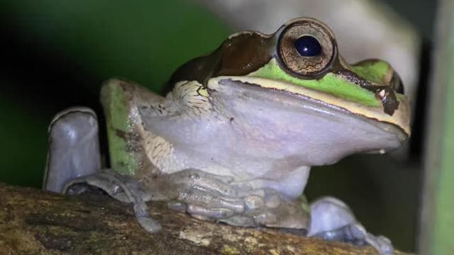 Manuel Antonio National Park Night Tour