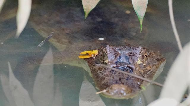Quepos Mangrove Boat Tour