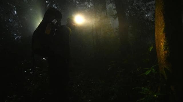 Cahuita: Night Reptile Tour with Specialist Guide