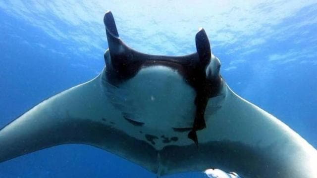 Tamarindo: Private Snorkeling Boat Charter Guanacaste