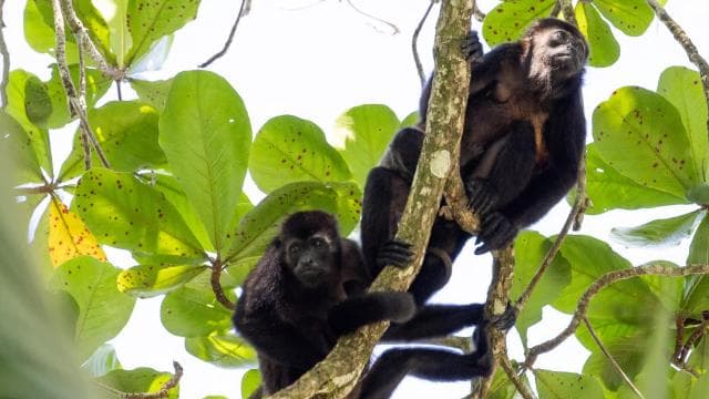 Puerto Limón: Tortuguero, Maratopia, Cahuita, banana plantation, and much more: tour