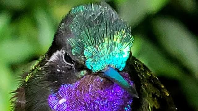 Monteverde: Cloud Forest Hanging Bridges Guided Tour