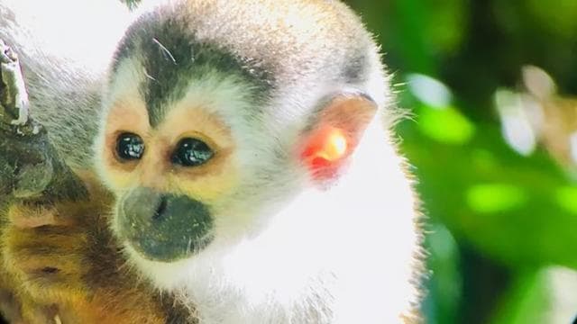 Manuel Antonio: Wildlife and Beach Tour in National Park