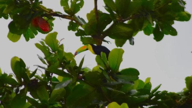Canoe, night and day hike in Tortuguero National Park