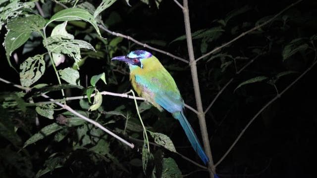 La Fortuna Night Walk in a High Biodiversity Rainforest