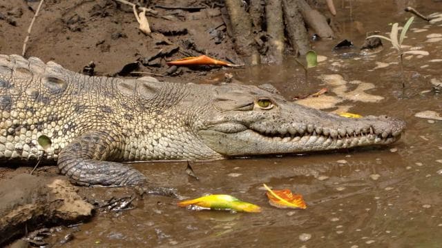 Tamarindo Estuary: Kayak Monkey Tour