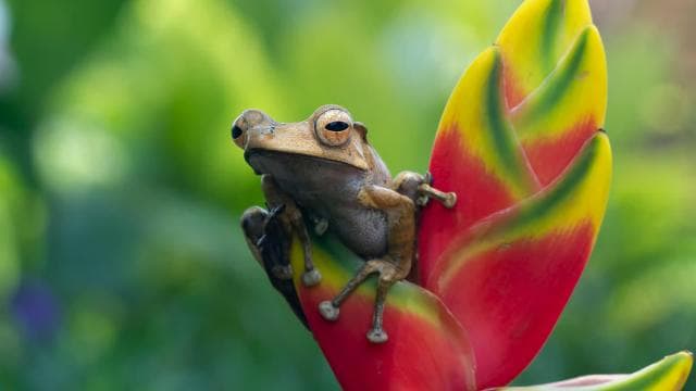 La Fortuna: Sloths & Coffee, Chocolate and Sugarcane Tour
