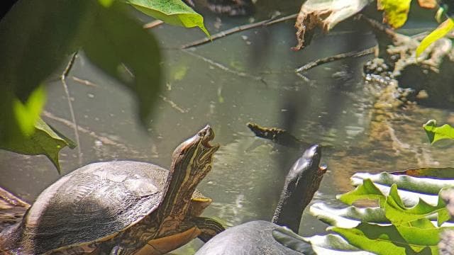 Snorkeling +Guided Hike at Cahuita National Park