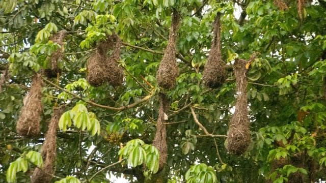 Motorboat Tour in Tortuguero National Park **BEST SELLER**