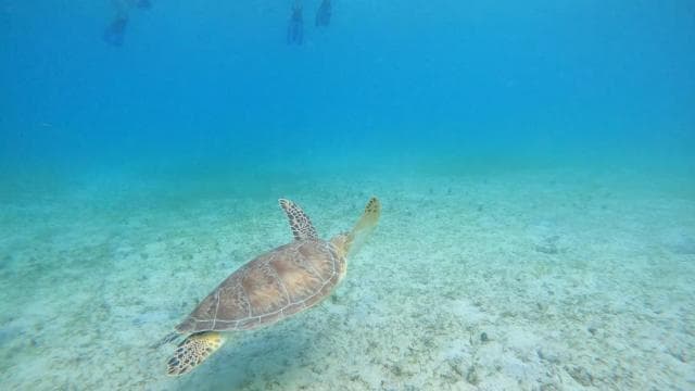 Culebra: Snorkel with Turtles