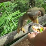 Punta Cana: Ziplines Adventures & Monkeyland Entry