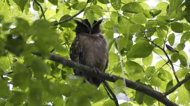 Bird Watching Tour at Rainforest Adventures Braulio Carrillo