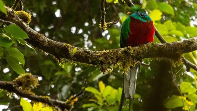 Quetzal: Costa Rica Birdwatching Experience - Los Quetzales
