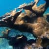 From Punta Cana: Private Catamaran Catalina Island Full-Day - Dominican Republic