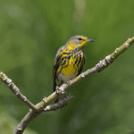 Bayahibe: Bird Watching & Cotubanama National Park