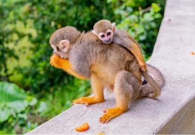 Punta Cana: Ziplines Adventures & Monkeyland Entry