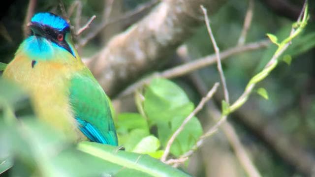 Monteverde: Cloud Forest Guided Walk
