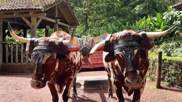 La Paz Waterfall and Cinchona Tour