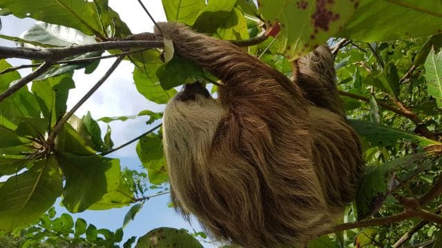 Puerto Limon: Half-Day Tortuguero Canals & Playa Bonita Tour