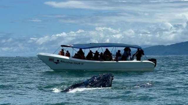 Marino Ballena National Park: Whale and Dolphin Watching