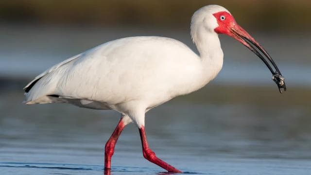 Tamarindo: Tamarindo Estuary Boat Tour with Naturalist Guide