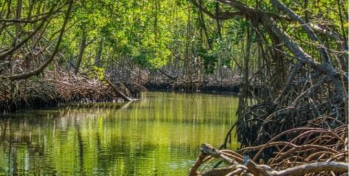 Los Haitises Boat Ride + Caño Hondo Natural Pools