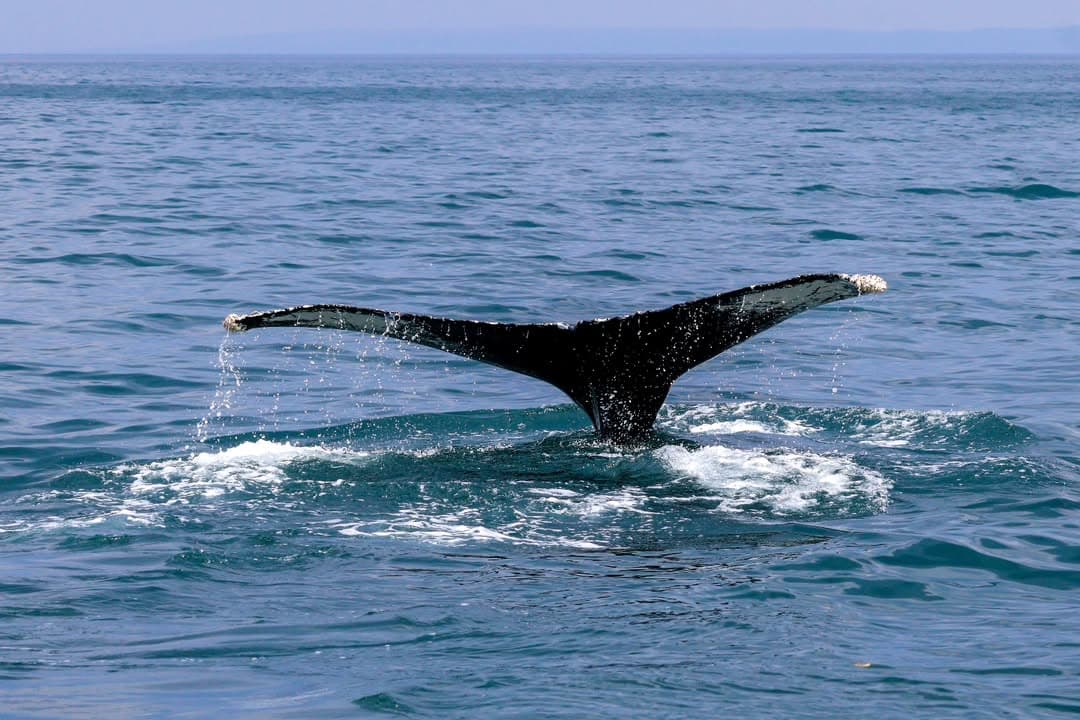 Samana : Whale watching & Kayaking